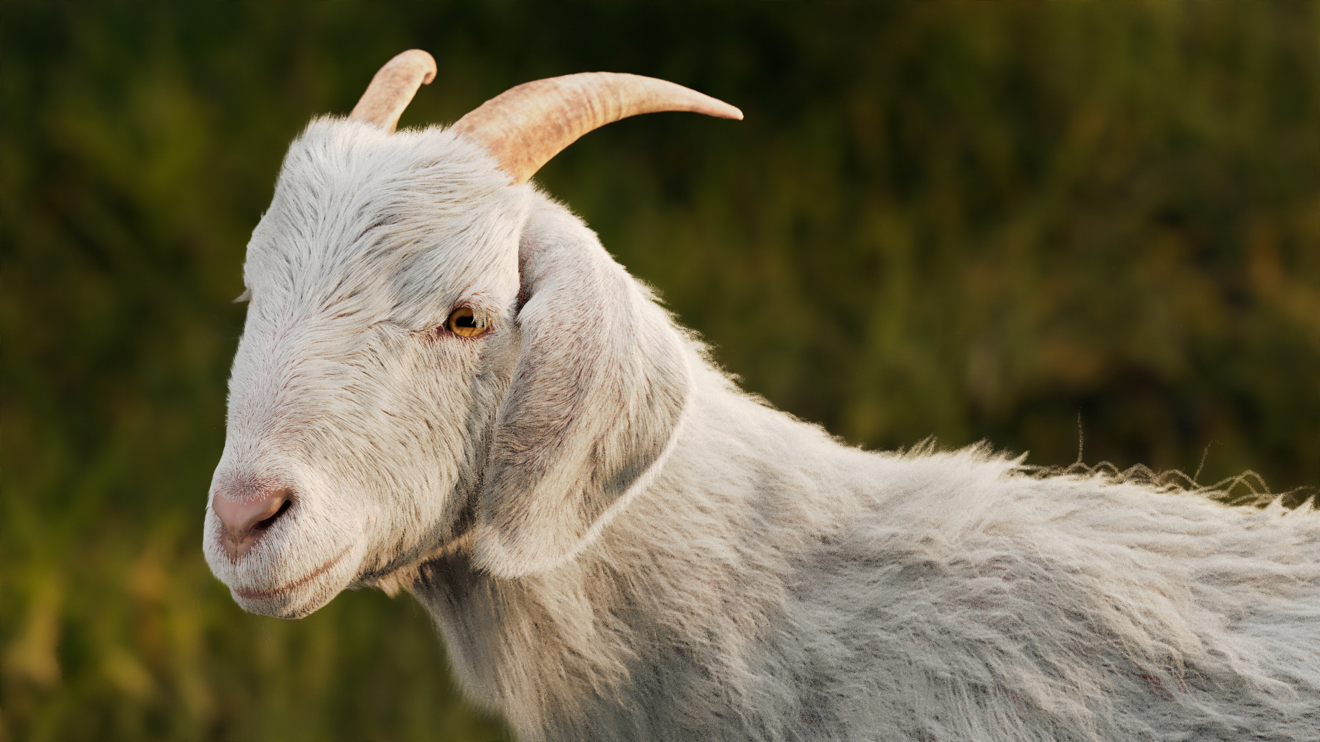 Close-up of a goat from melt's Nestlé S-26 Goat Milk campaign.